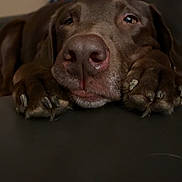 Cooper joined the competition — help win amazing prizes! dog, chocolate_labrador, close_up, resting, paws, face, sleepy, pet, animal, indoor, relaxed, canine, mammal, fur, napping, snout, ears, whiskers, portrait, companion