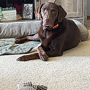 Cooper joined the competition — help win amazing prizes! dog, labrador, chocolate_lab, carpet, plush_toy, indoor, home, furniture, wooden_cabinet, decor, photograph, sign, relaxed, pet, living_room, blanket, collar, portrait, resting, animal