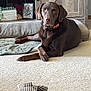dog, labrador, chocolate_lab, carpet, plush_toy, indoor, home, furniture, wooden_cabinet, decor, photograph, sign, relaxed, pet, living_room, blanket, collar, portrait, resting, animal
