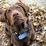 Cooper joined the competition — help win amazing prizes! dog, chocolate_color, collar, petainer, autumn, leaves, outdoor, canine, close_up, fur, ears, nose, brown, nature, animal, portrait, looking_up, fall, pet, cute
