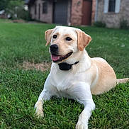 Dixie is registered to the contest to win money with this photo: animal, canine, collar, dog, domestic_animal, friendly, grass, greenery, happy, house, labrador_retriever, lying_down, mammal, nature, outdoor, pet, portrait, relaxed, smiling, suburban
