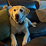 dog, labrador, couch, living_room, pillow, leather, pet, canine, indoor, smiling, fur, animal, home, relaxed, comfort, mammal, friendly, companion, domestic, seated