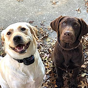 Dixie And Cooper is registered to the contest to win money with this photo: dog, labrador_retriever, yellow_labrador, chocolate_labrador, pets, autumn_leaves, outdoor, canine, animal, sitting, portrait, closeup, looking_at_camera, happy, calm, fall, nature, companion, playful, friendly