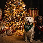 Dixie And Cooper is registered to the contest to win money with this photo: dog, labrador, christmas_tree, holiday, presents, bandana, indoor, decorations, festive, lights, gift_wrap, carpet, brown_dog, white_dog, portrait, christmas, seasonal, celebration, cute, pets