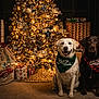 dog, labrador, christmas_tree, holiday, presents, bandana, indoor, decorations, festive, lights, gift_wrap, carpet, brown_dog, white_dog, portrait, christmas, seasonal, celebration, cute, pets