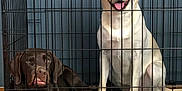 Dixie And Cooper is registered to the contest to win money with this photo: dog, labrador, crate, cage, pet, animal, chocolate_labrador, yellow_labrador, tongue_out, sitting, lying_down, indoor, metal_bars, canine, companion, cute, funny_expression, blue_wall, floor, domestic