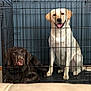 dog, labrador, crate, cage, pet, animal, chocolate_labrador, yellow_labrador, tongue_out, sitting, lying_down, indoor, metal_bars, canine, companion, cute, funny_expression, blue_wall, floor, domestic