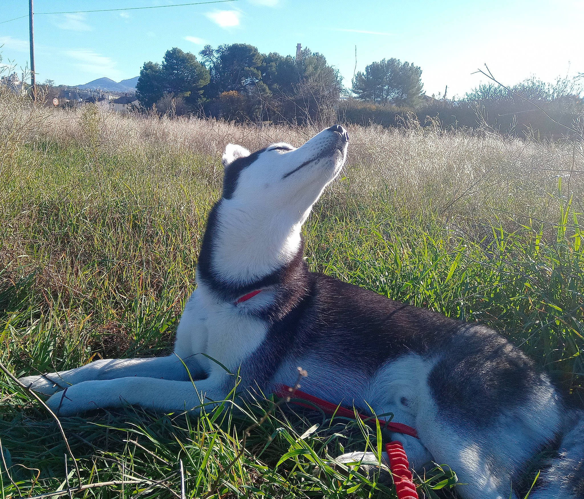 Topaze participe au concours pour gagner de l'argent avec cette photo : canidae, carnivore, cloud, companion_dog, dog, dog_breed, foot, grass, grassland, landscape, natural_landscape, plant, sitting, sky, tail, terrestrial_animal, tree, wilderness, working_animal, working_dog