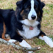 Olympe a rejoint le concours — aidez-le/la à gagner de superbes lots ! dog, tricolor, grass, stick, outdoor, pet, animal, fur, collar, paw, brown, white, black, canine, cute, laying, nature, playful, alert, domestic