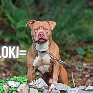 Loki joined the competition — help win amazing prizes! dog, brown_dog, pitbull, leash, collar, rocks, greenery, forest, outdoor, nature, pet, animal, sitting, focused, canine, background_blur, portrait, chain, ground, leash_clip