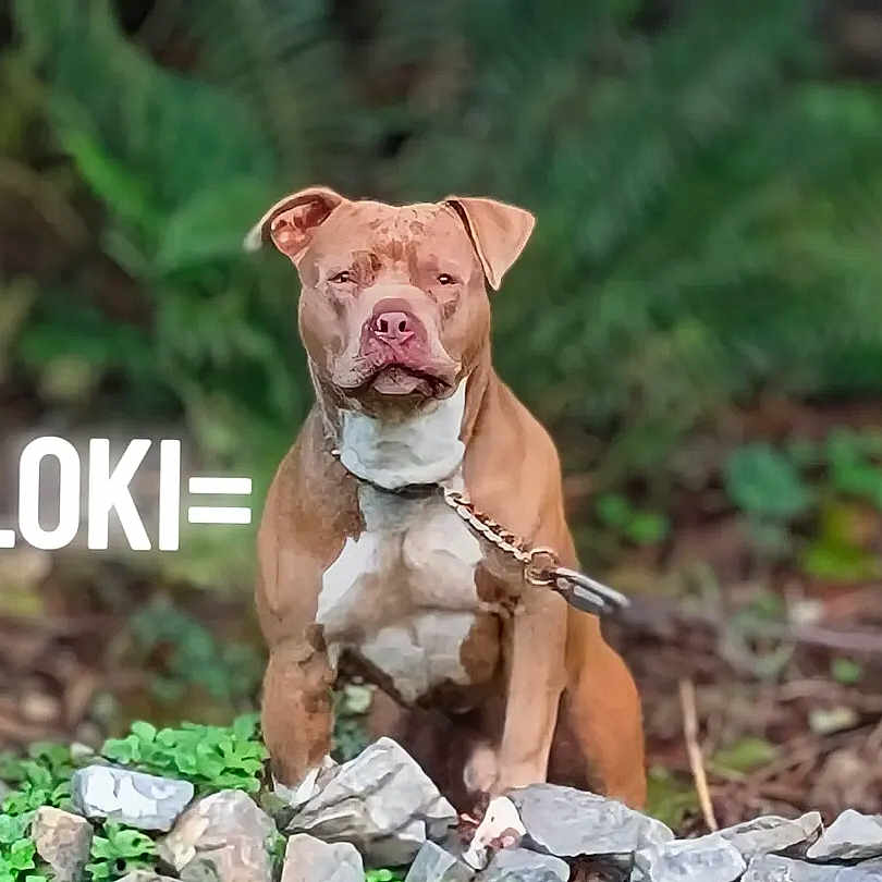 Loki