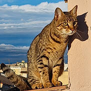 Sky participe au concours pour gagner de l'argent avec cette photo : cat, tabby, animal, pet, feline, outdoor, sky, clouds, shadow, wall, urban, building, window_ledge, sunlight, ears, whiskers, tail, sitting, closeup, daylight