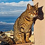 cat, tabby, animal, pet, feline, outdoor, sky, clouds, shadow, wall, urban, building, window_ledge, sunlight, ears, whiskers, tail, sitting, closeup, daylight
