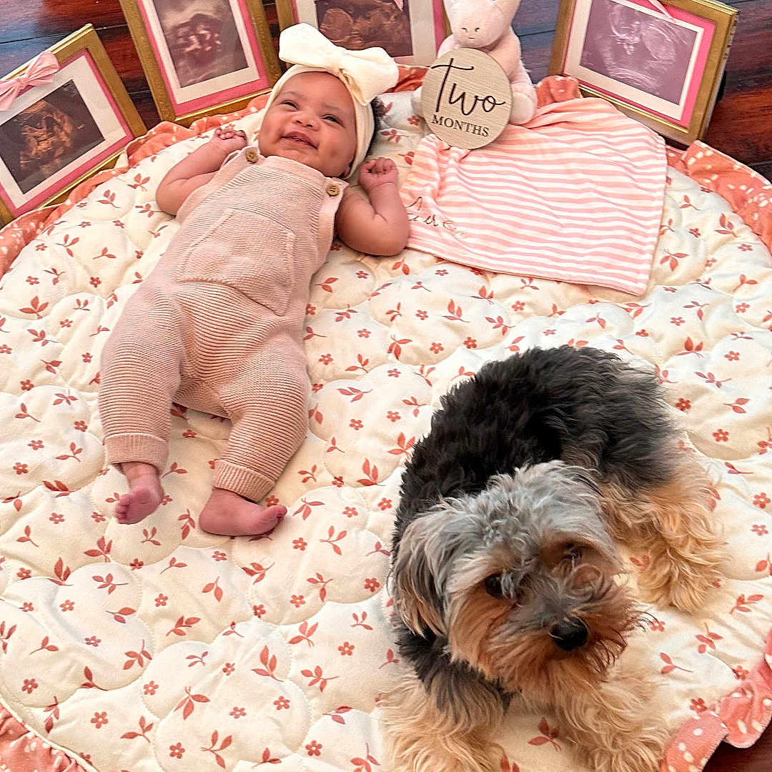 Everlie is registered to the contest to win money with this photo: accessories, animal, baby, bag, canine, clothing, cushion, dog, face, handbag, hat, head, homedecor, newborn, person, pet, photography, portrait, puppy, toy
