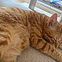 animal, cat, close_up, cozy, cute, domestic_animal, fur, furniture, home, indoor, nap, orange_tabby, pet, relaxing, resting, sleeping, soft, table, texture, whiskers