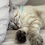 Adonis participe au concours pour gagner de l'argent avec cette photo : animal, bed, cat, closeup, collar, cozy, cute, feline, fur, indoor, mammal, paws, pet, pillow, relaxing, resting, sleeping, soft, striped, whiskers