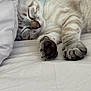 Adonis participe au concours pour gagner de l'argent avec cette photo : bed, cat, close_up, collar, cozy, cute, domestic_animal, feline, fur, indoor, nap, paws, pet, relaxed, resting, sleeping, soft, striped_fur, whiskers, white_bed