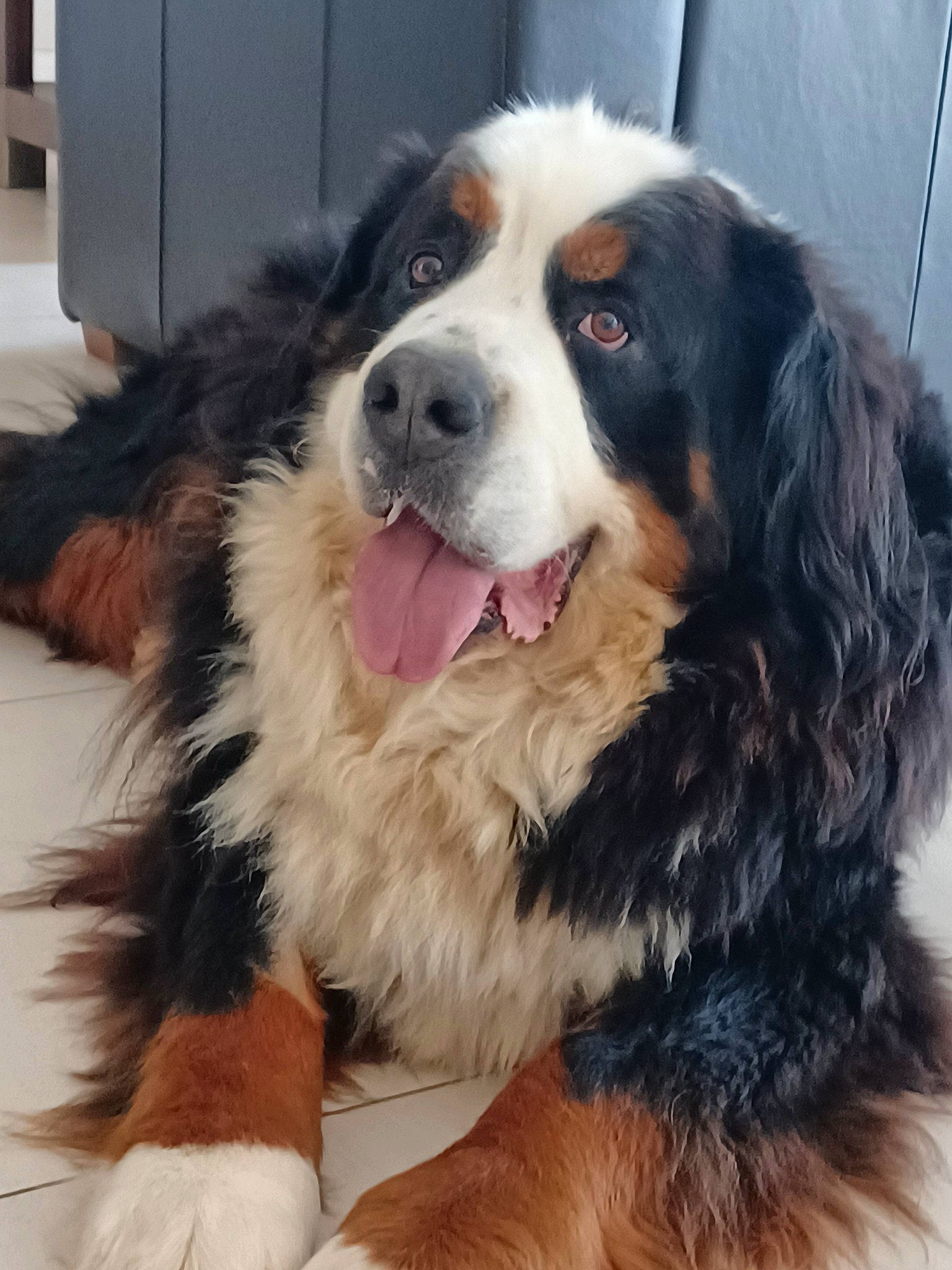 Max participe au concours pour gagner de l'argent avec cette photo : ball, bernese_mountain_dog, bored, canidae, carnivore, companion_dog, dog, dog_breed, fur, herding_dog, smile, snout, sporting_group, terrestrial_animal, whiskers, working_dog