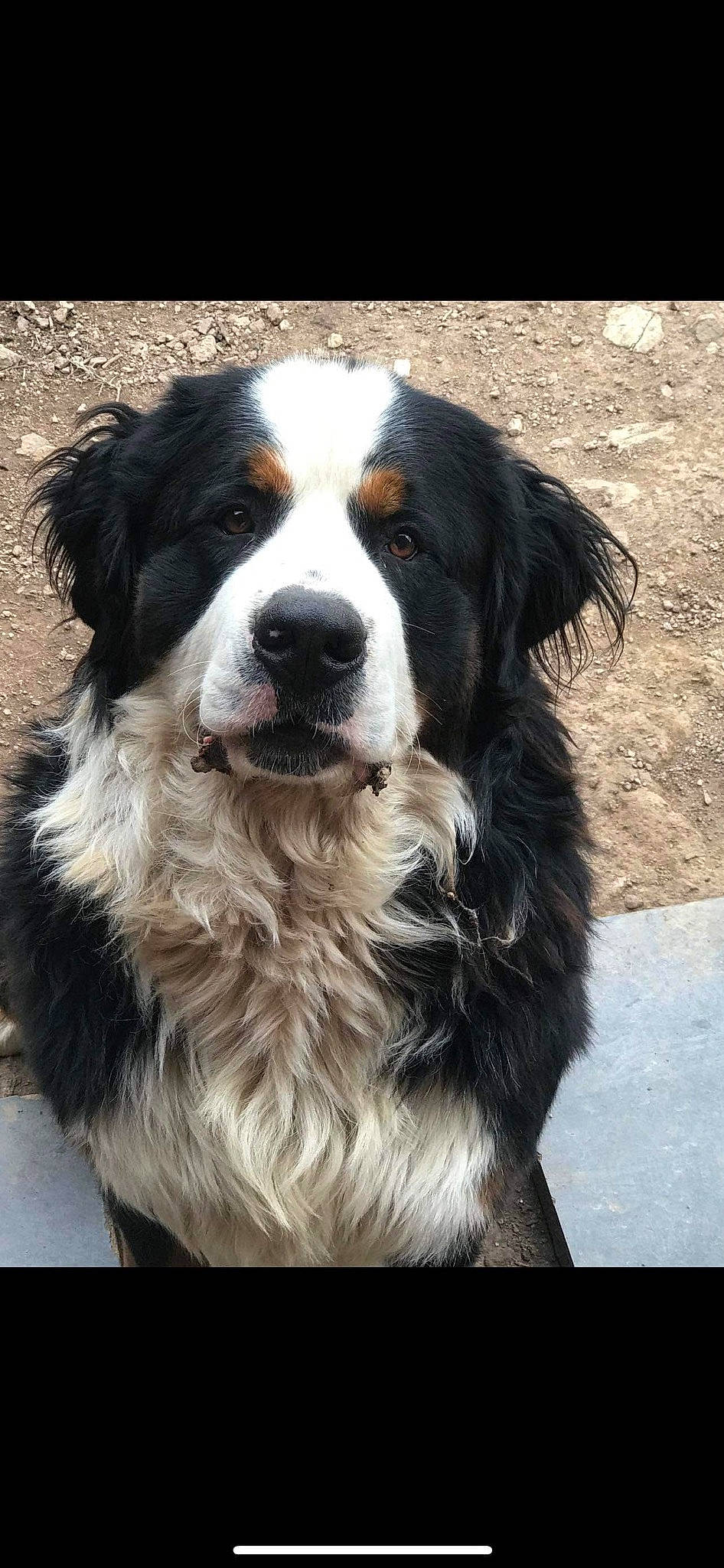 Max participe au concours pour gagner de l'argent avec cette photo : canidae, carnivore, companion_dog, dog, dog_breed, fur, gun_dog, herding_dog, hunting_dog, liver, snout, sporting_group, terrestrial_animal, whiskers, working_dog