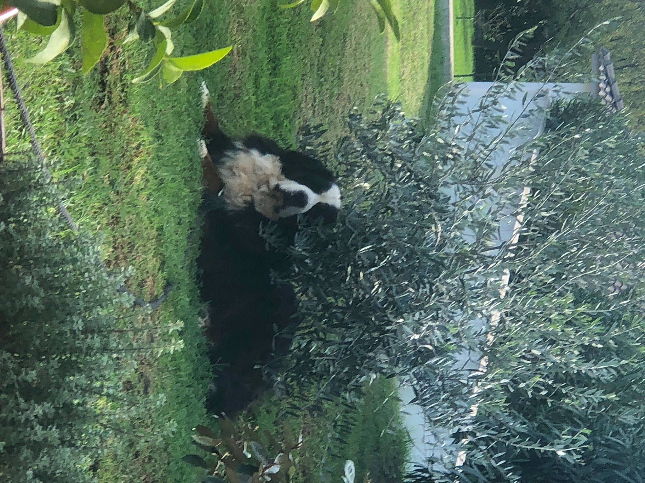 Max a rejoint le concours — aidez-le/la à gagner de superbes lots ! biome, carnivore, forest, grass, groundcover, jungle, natural_environment, nature_reserve, plant, shrub, soil, sporting_group, tail, terrestrial_animal, terrestrial_plant, tree, trunk, vegetation, water, wildlife