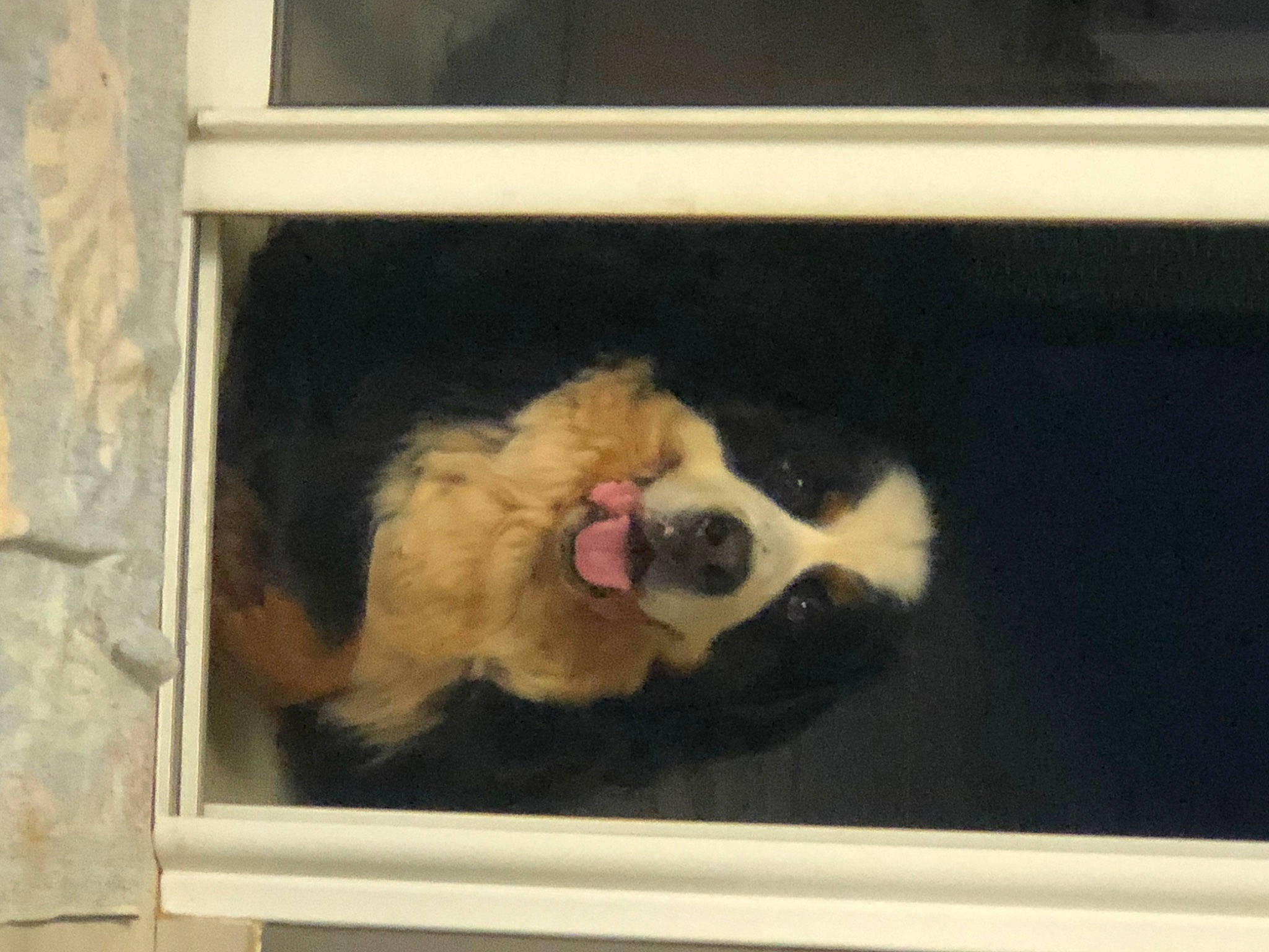 Max a rejoint le concours — aidez-le/la à gagner de superbes lots ! animal_shelter, art, building, canidae, carnivore, companion_dog, dog, dog_breed, fur, painting, panda, pet_supply, picture_frame, rectangle, room, snout, sporting_group, terrestrial_animal, visual_arts, window