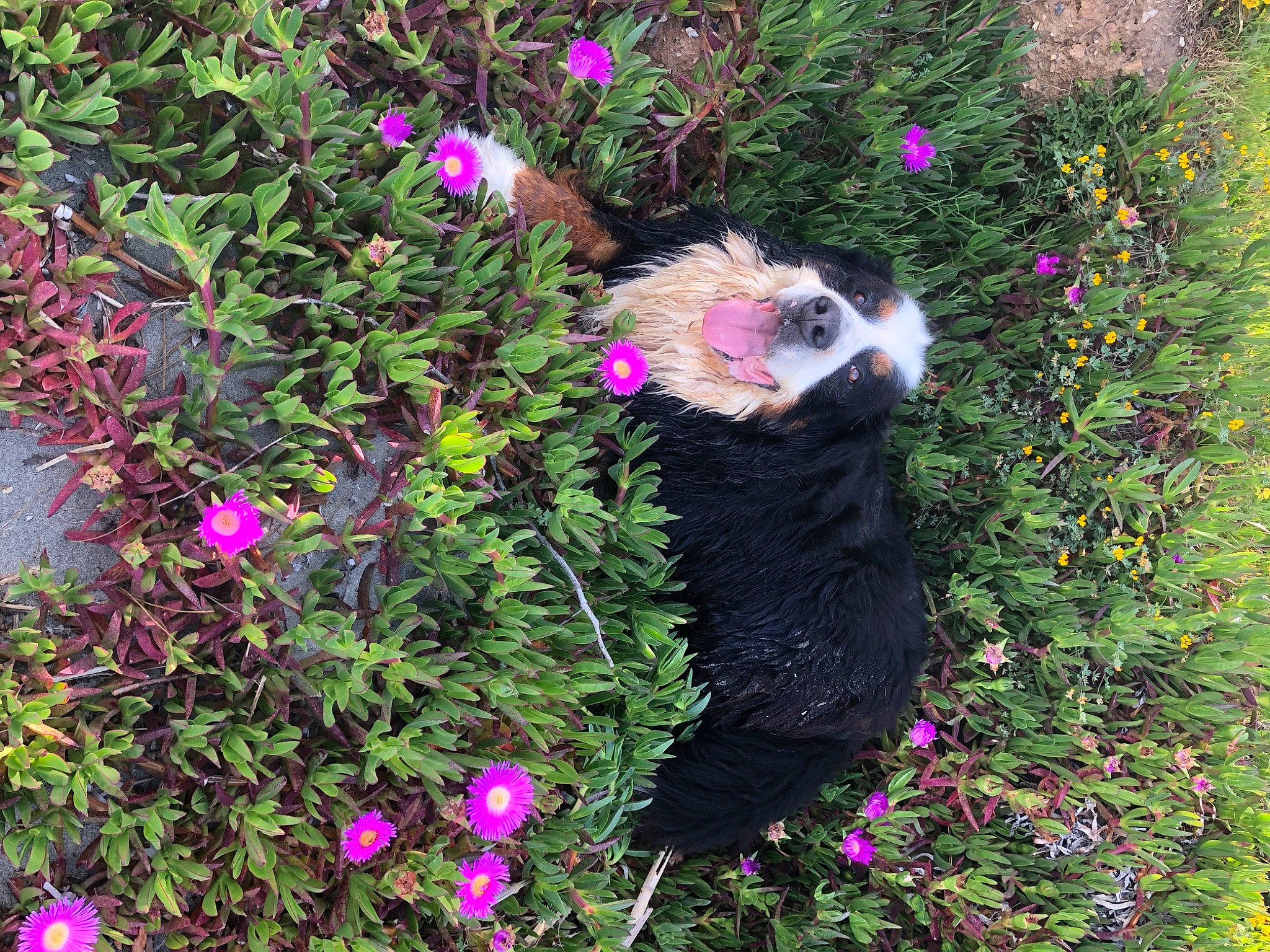 Max a rejoint le concours — aidez-le/la à gagner de superbes lots ! annual_plant, botany, canidae, carnivore, dog_breed, flower, flowering_plant, garden, grass, groundcover, herb, herbaceous_plant, magenta, petal, plant, shrub, subshrub, terrestrial_animal, tree, wildflower