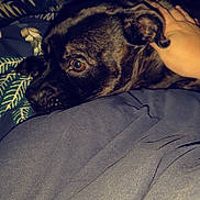 Bella a rejoint le concours — aidez-le/la à gagner de superbes lots ! dog, brindle, bed, blanket, hand, tattoo, resting, closeup, indoor, pet, comfort, person, human, animal, cozy, soft, sleepy, warm, furniture, relaxing