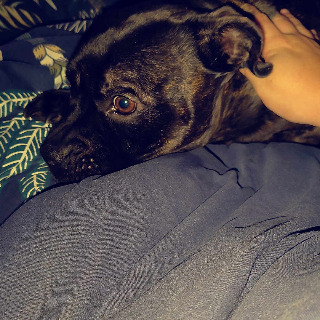 Bella a rejoint le concours — aidez-le/la à gagner de superbes lots ! animal, bed, blanket, brindle, closeup, comfort, cozy, dog, furniture, hand, human, indoor, person, pet, relaxing, resting, sleepy, soft, tattoo, warm