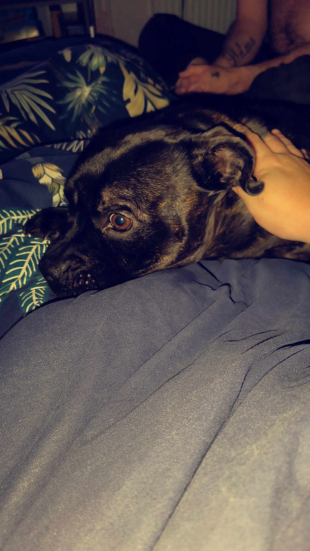Bella a rejoint le concours — aidez-le/la à gagner de superbes lots ! dog, brindle, bed, blanket, hand, tattoo, resting, closeup, indoor, pet, comfort, person, human, animal, cozy, soft, sleepy, warm, furniture, relaxing