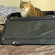 Lucy is registered to the contest to win money with this photo: cat, tabby_cat, suitcase, bed, blanket, pillow, indoor, pet, feline, striped, curious, resting, fur, animal, domestic_animal, green_eyes, open_suitcase, zipper, fabric, sleeping_area
