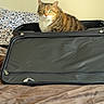 cat, tabby_cat, suitcase, bed, blanket, pillow, indoor, pet, feline, striped, curious, resting, fur, animal, domestic_animal, green_eyes, open_suitcase, zipper, fabric, sleeping_area