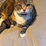 cat, tabby, pet, animal, feline, fur, whiskers, bed, blanket, relaxed, indoor, cute, looking, paws, collar, striped, domestic, cozy, resting, comfortable