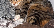 Lucy is registered to the contest to win money with this photo: cat, tabby_cat, sleeping, blanket, pillow, indoor, cozy, fur, pet, resting, cute, animal, comfort, soft, whiskers, claws, striped, relaxing, home, nap