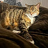 Lucy joined the competition — help win amazing prizes! cat, tabby, striped, pet, feline, resting, cozy, blanket, indoor, fur, whiskers, paw, relaxed, animal, cute, sleepy, texture, pillow, wall, comfort