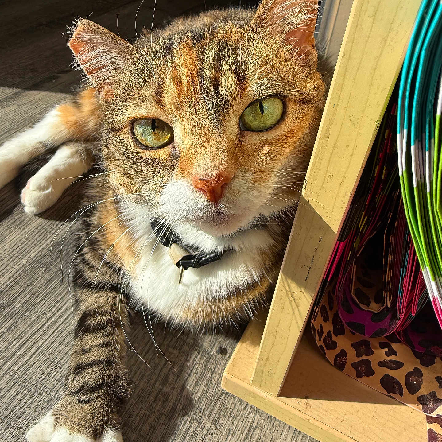 Lucy joined the competition — help win amazing prizes! cat, tabby, green_eyes, fur, whiskers, paws, wooden_floor, sunlight, indoor, shelf, rolled_papers, colorful, curious, close_up, pet, animal, relaxed, collar, shadow, cozy