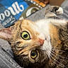 Lucy is registered to the contest to win money with this photo: cat, tabby, green_eyes, whiskers, pet, indoor, blanket, feline, curious, relaxed, close_up, soft_texture, cozy, domestic_animal, fur, resting, looking_up, household, cardboard_box, home