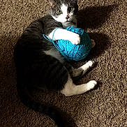 Rumple is registered to the contest to win money with this photo: cat, yarn, blue_yarn, carpet, indoor, pet, animal, playful, gray_cat, white_paws, green_eyes, curious, claw, fur, whiskers, tail, cute, domestic_cat, feline, resting