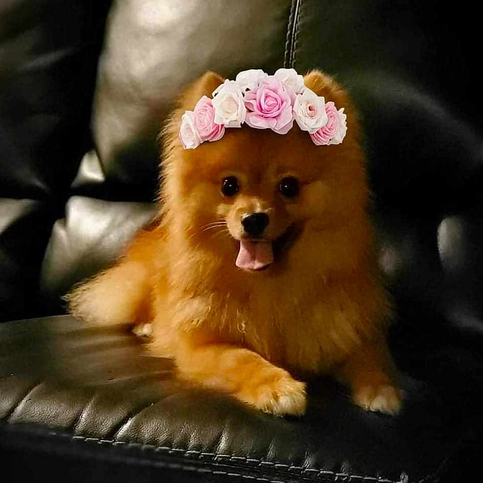 Scooter joined the competition — help win amazing prizes! accessories, animal, canine, cockerspaniel, couch, cushion, dog, dogbed, eskimodog, flower, flowerarrangement, furniture, goldenretriever, homedecor, papillon, pet, plant, puppy, rose, snout