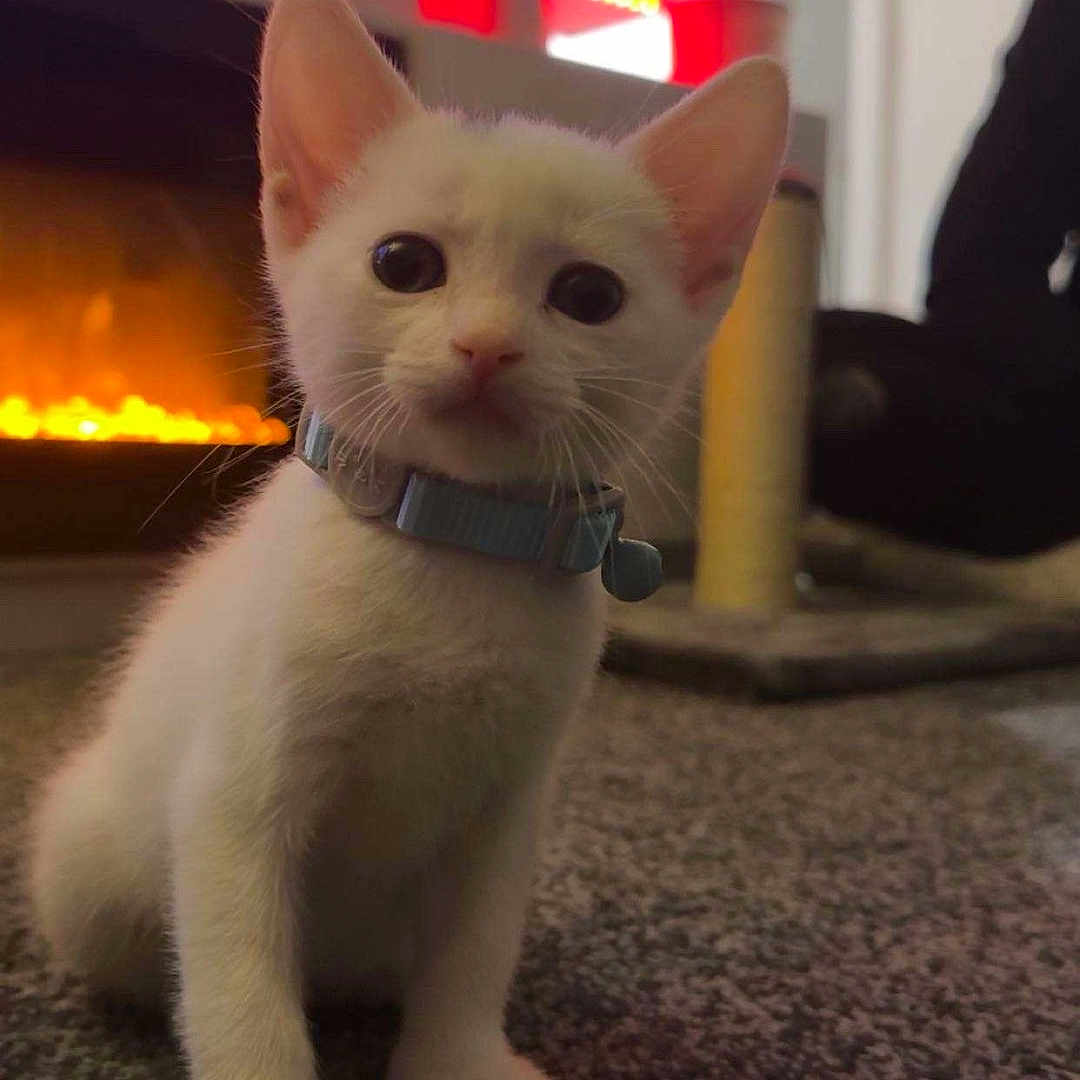 Max is registered to the contest to win money with this photo: abyssinian, accessories, angora, animal, cat, computerhardware, electronics, fire, fireplace, hardware, indoors, kitten, lighting, manx, monitor, pet, screen, siamese, strap, tv