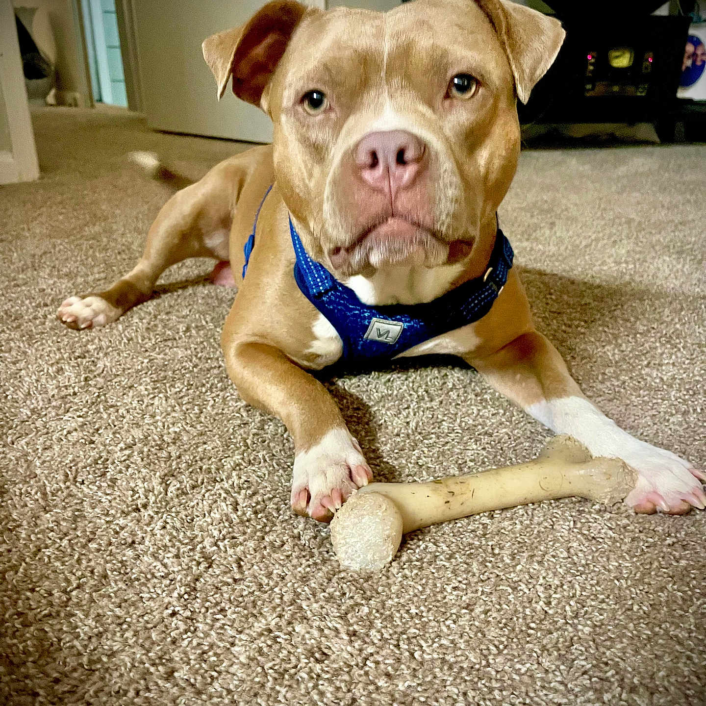 Dougie Fresh