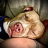 Dougie Fresh is registered to the contest to win money with this photo: animal, brown, close_up, comfort, cozy, dog, ear, face, fur, human_arm, indoor, nose, pet, portrait, relaxed, resting, skin, sleeping, texture, white