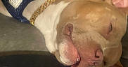 Dougie Fresh is registered to the contest to win money with this photo: animal, canine, close_up, cute, dog, domestic, ears, face, fur, gold_chain, harness, indoors, mouth_open, pet, relaxed, resting, sleeping, snout, teeth, whiskers