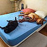 Rok participe au concours pour gagner de l'argent avec cette photo : animal, bed, black_cat, blanket, blue_bed_sheet, brown_dog, cat, cozy, dog, furniture, home, indoor, living_room, pet, pillow, relaxed, resting, sleeping, table, wooden_floor