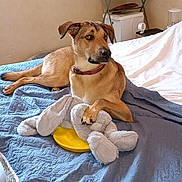 Rok participe au concours pour gagner de l'argent avec cette photo : animal, bed, books, brown_dog, bunny, collar, cozy, dog, floor, furniture, home, indoor, paw, pet, plush_toy, quilt, relaxed, table, toy, wall