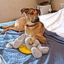 animal, bed, books, brown_dog, bunny, collar, cozy, dog, floor, furniture, home, indoor, paw, pet, plush_toy, quilt, relaxed, table, toy, wall