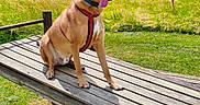 Rok participe au concours pour gagner de l'argent avec cette photo : animal, bench, canine, collar, dog, field, grass, greenery, happy, harness, nature, outdoor, park, pet, sky, summer, sunny, tongue, tree, wood