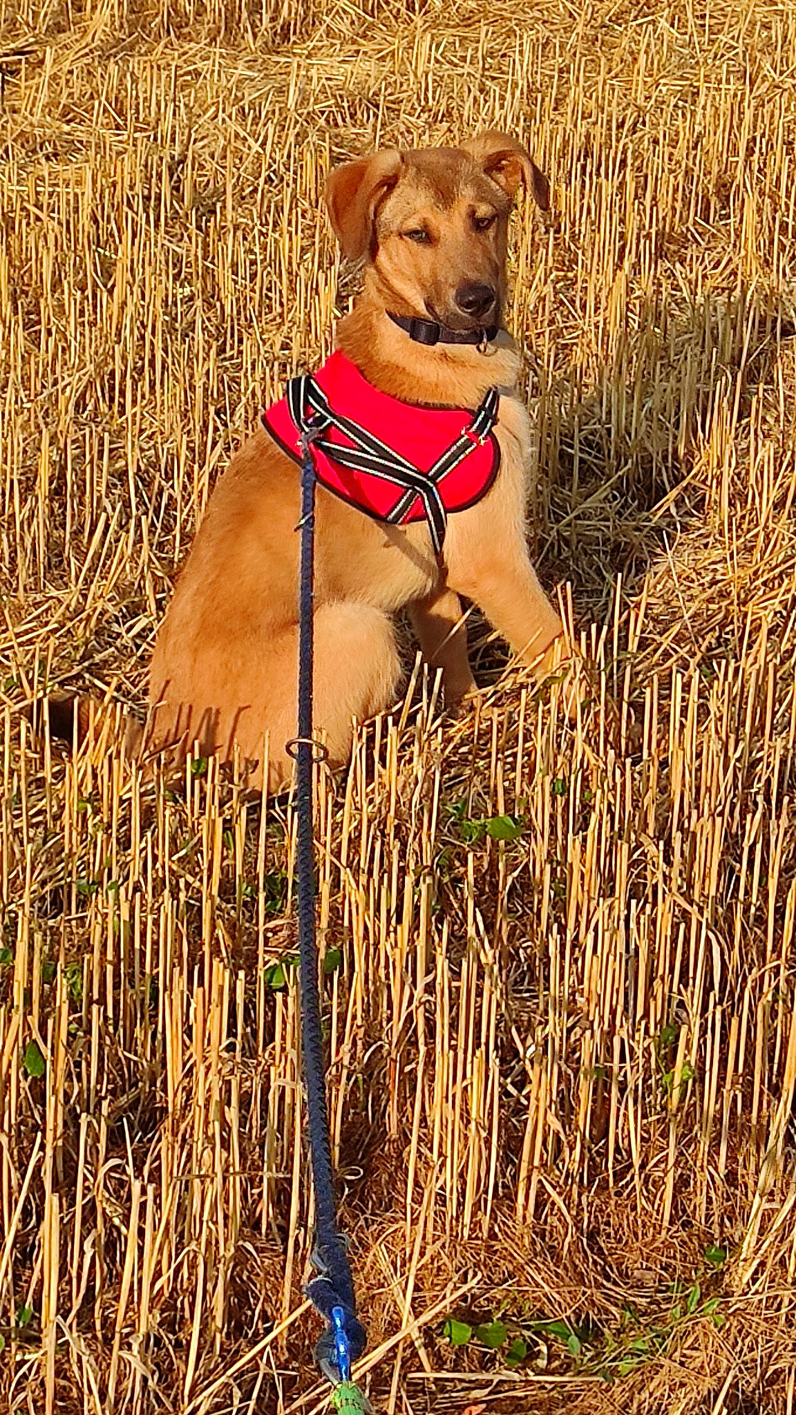 Rok participe au concours pour gagner de l'argent avec cette photo : agriculture, canidae, carnivore, companion_dog, dog, dog_breed, fawn, field, grass, grass_family, grassland, landscape, liver, plant, prairie, snout, sporting_group, terrestrial_animal, wood, working_animal