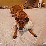 Rok a rejoint le concours — aidez-le/la à gagner de superbes lots ! animal, bed, blanket, brown_dog, canine, comfort, cozy, dog, floor_lamp, fur, furniture, heater, household, indoor, lying_down, paw, pet, relaxing, resting, white_towel