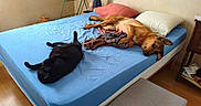 Gypsy participe au concours pour gagner de l'argent avec cette photo : animal, bed, bedroom, black_cat, blanket, blue_bed_sheet, brown_dog, cat, cozy, dog, fan, furniture, indoor, nightstand, pets, pillows, relaxed, resting, table, wooden_floor