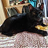 Gypsy a rejoint le concours — aidez-le/la à gagner de superbes lots ! animal, bed, black_cat, bread, cat, clothing, coat, domestic, fabric, food, furniture, household_items, indoor, lying_down, pastry, pet, quilt, relaxed, table, yellow_eyes
